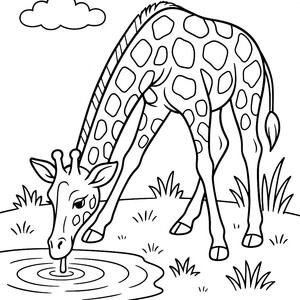 A tall giraffe carefully taking a sip